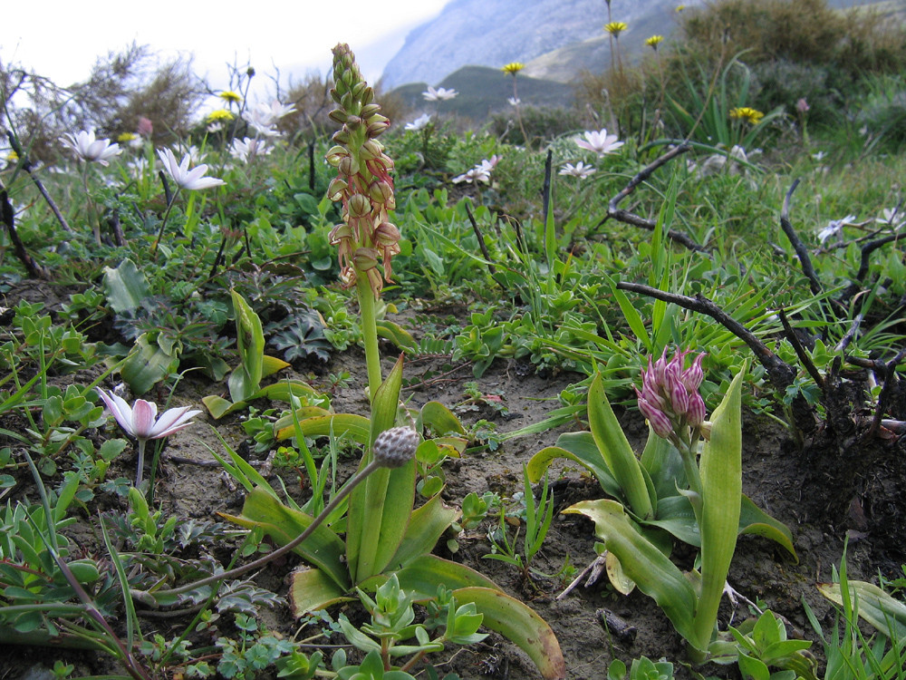 Ohnsporn (Aceras anthropophorum) und knospendes Milchweißes Knabenkraut (Orchis lactea)