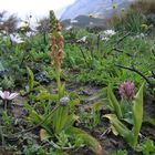 Ohnsporn (Aceras anthropophorum) und knospendes Milchweißes Knabenkraut (Orchis lactea)