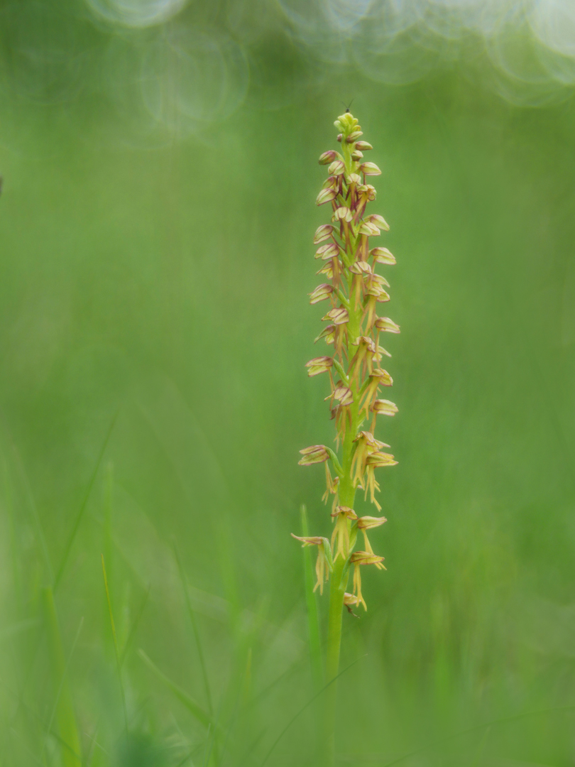 Ohnsporn, Orchis anthropophora