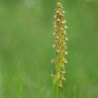 Ohnsporn, Orchis anthropophora