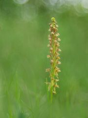 Ohnsporn, Orchis anthropophora