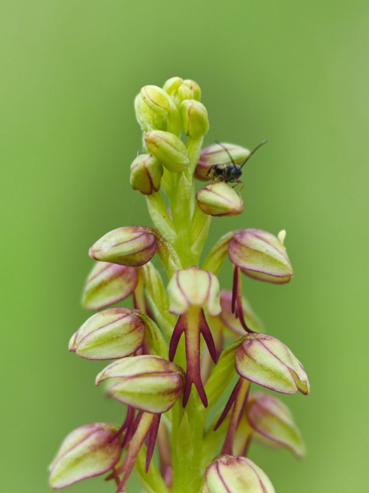 Ohnsporn, Orchis anthropophora