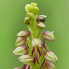 Ohnsporn, Orchis anthropophora