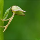 Ohnsporn (Orchis anthropophora)