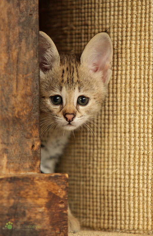 Ohren Foto & Bild tiere, haustiere, katzen Bilder auf