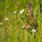 "OHREN - AUGE - NASE" .... das ist ein Hase