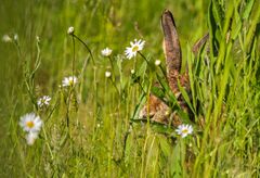 "OHREN - AUGE - NASE" .... das ist ein Hase