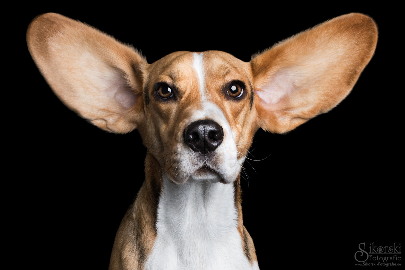 Ohren gespitzt! - Beagle Murphy