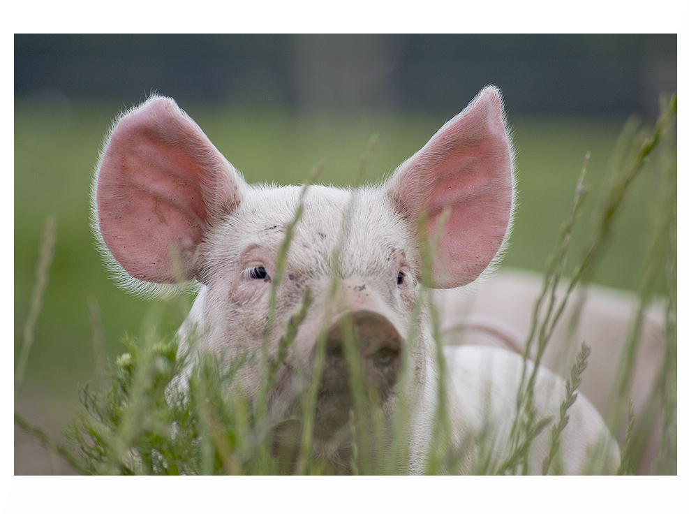 "Ohren mit Schwein"