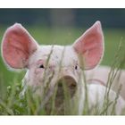 "Ohren mit Schwein"