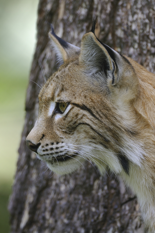 Ohren wie ein... Eurasischer Luchs *Lynx lynx* von wunderbare-Erde.de 