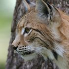 Ohren wie ein... Eurasischer Luchs *Lynx lynx*