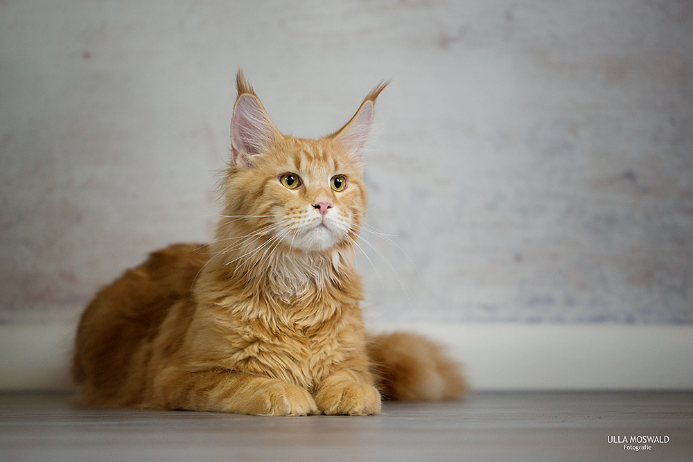 ...Ohren wie ein Luchs... Foto & Bild natur, kater, katzen Bilder auf