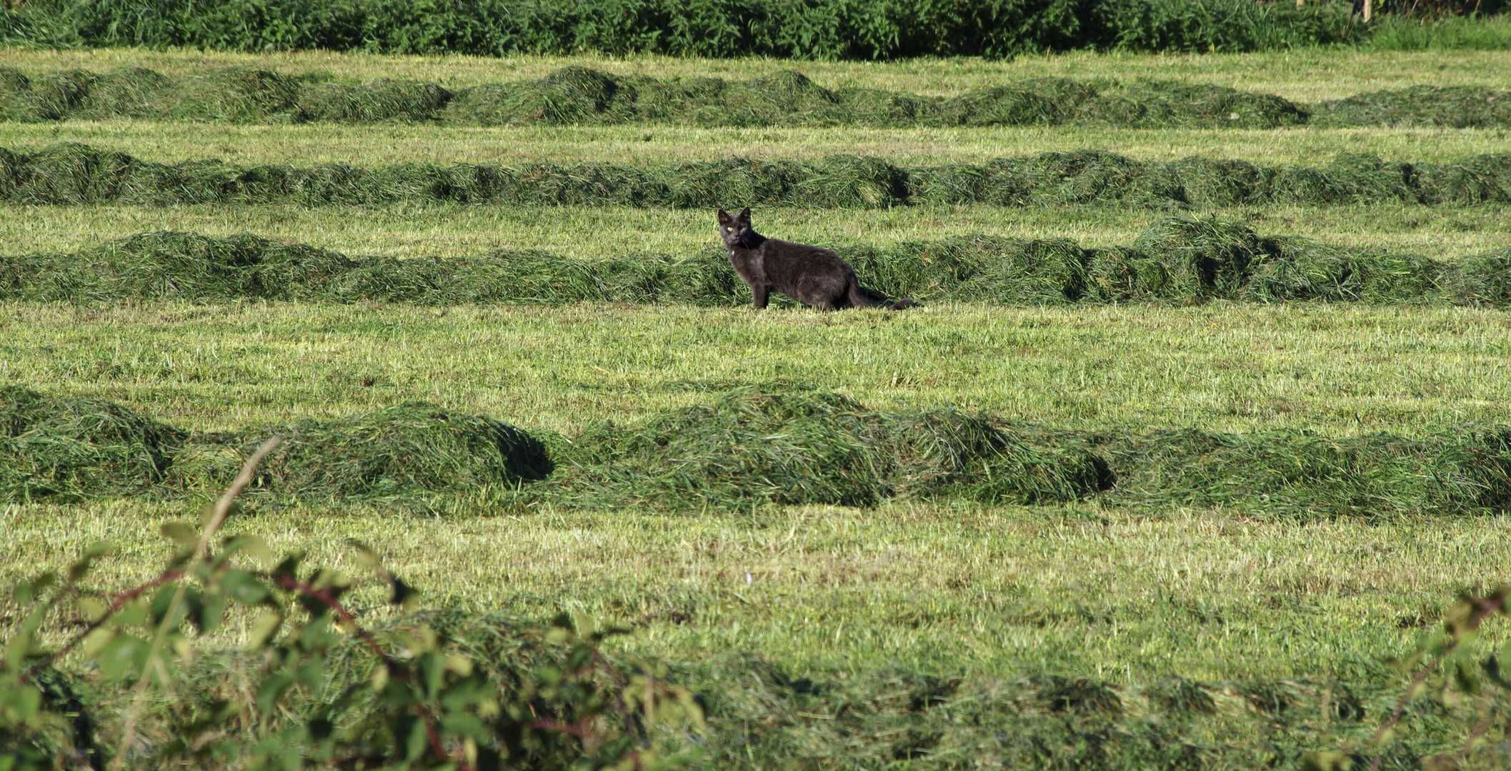 Ohren wie ein Luchs...