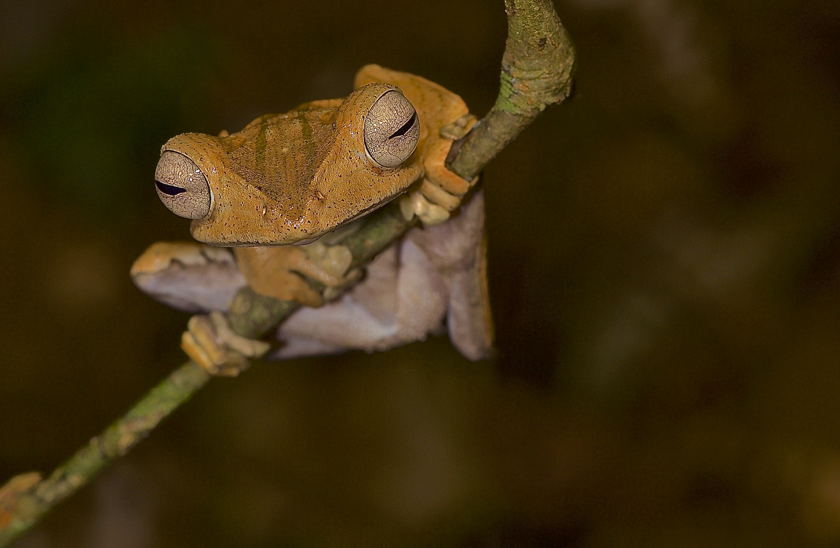 Ohrenfrosch aus dem Regenwald von Borneo