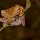 Ohrenfrosch aus dem Regenwald von Borneo