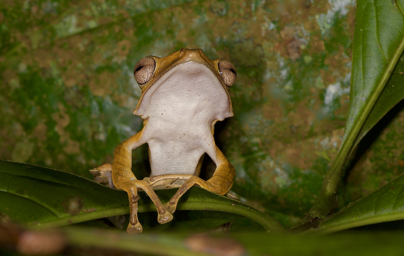  Ohrenfrosch aus dem Tropischen Regenwald von Borneo