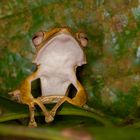  Ohrenfrosch aus dem Tropischen Regenwald von Borneo