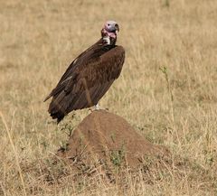 Ohrengeier - Aegypius tracheliotus