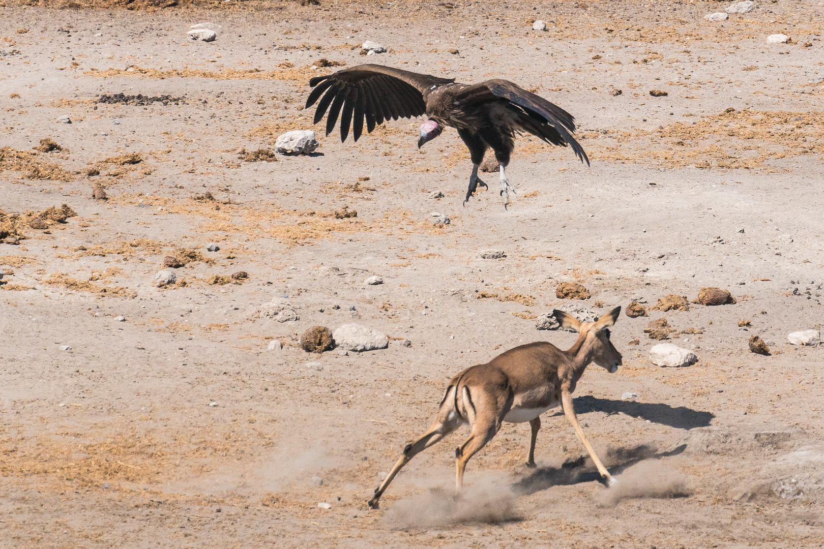 Ohrengeier im Anflug 