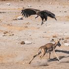 Ohrengeier im Anflug 