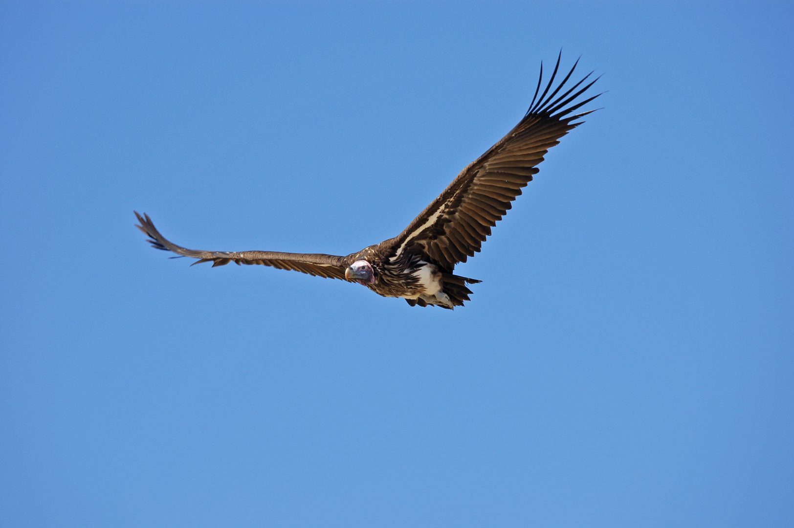 Ohrengeier im Flug