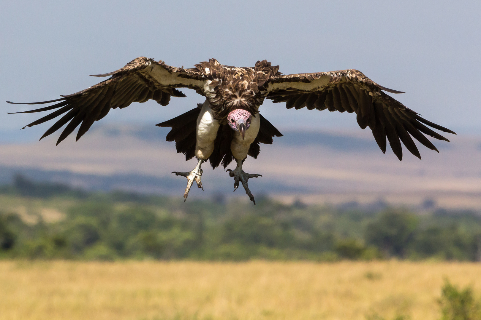 Ohrengeier im Landeanflug