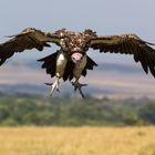 Ohrengeier im Landeanflug