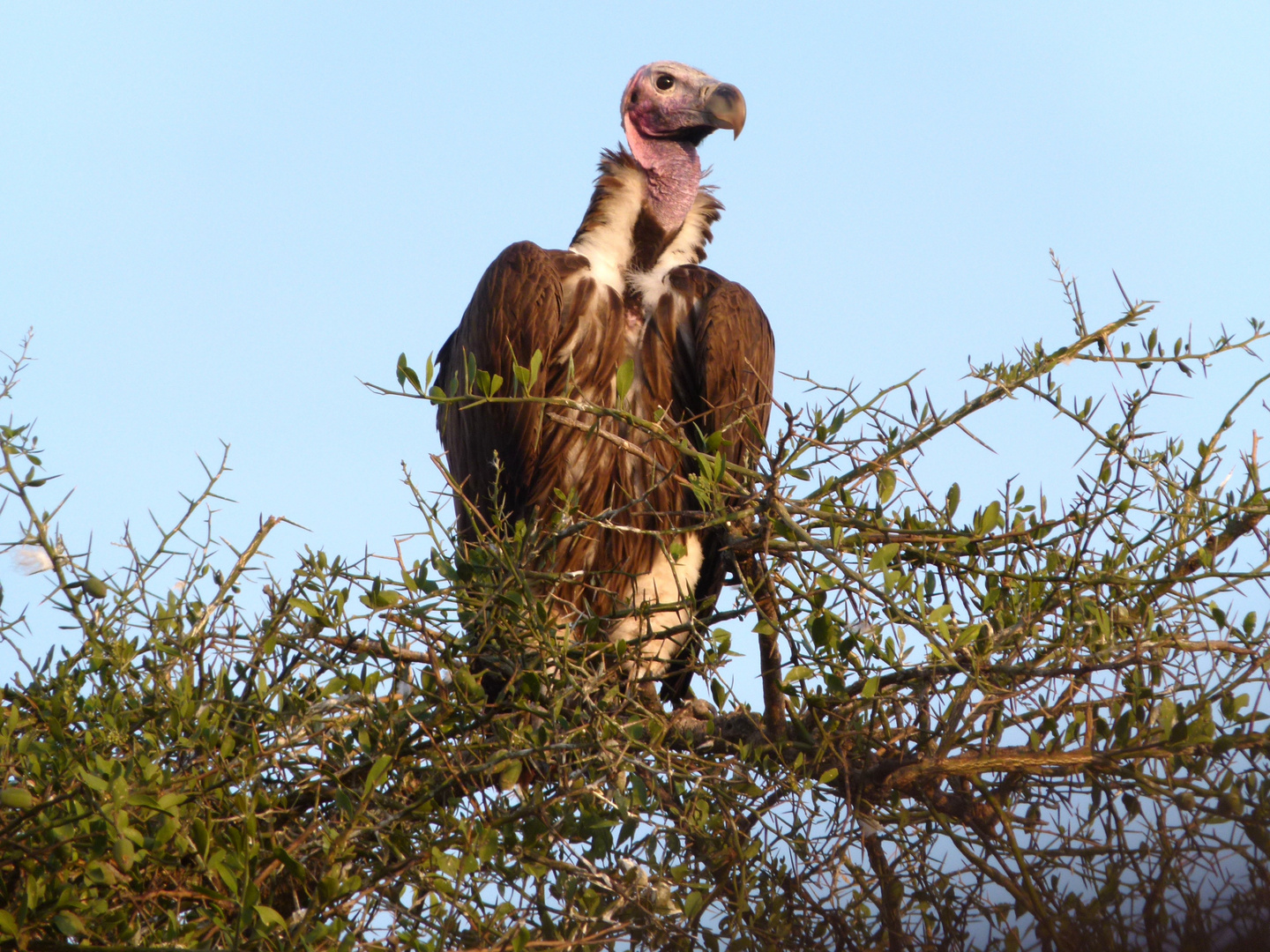 Ohrengeier in der Masai Mara