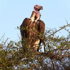 Ohrengeier in der Masai Mara