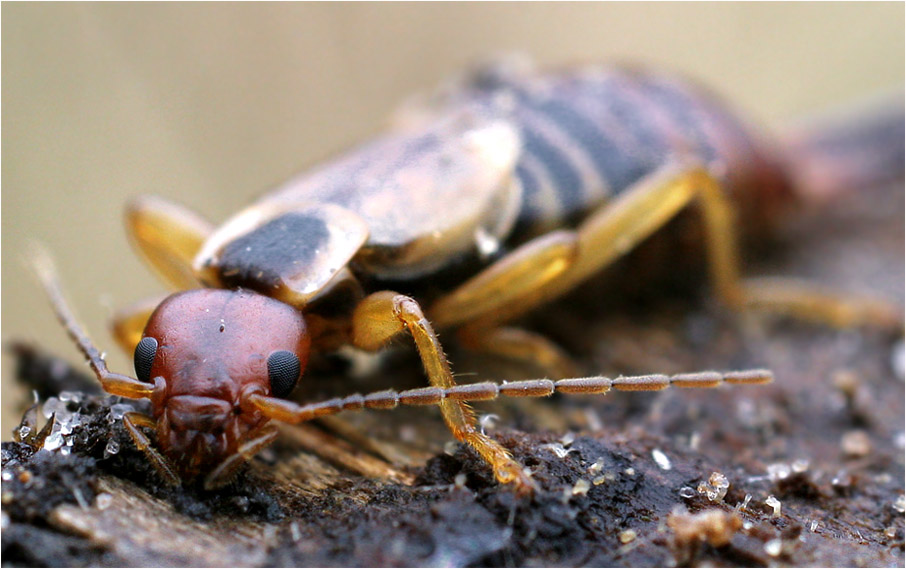 Ohrenkneifer Foto & Bild | tiere, wildlife, insekten Bilder auf ...