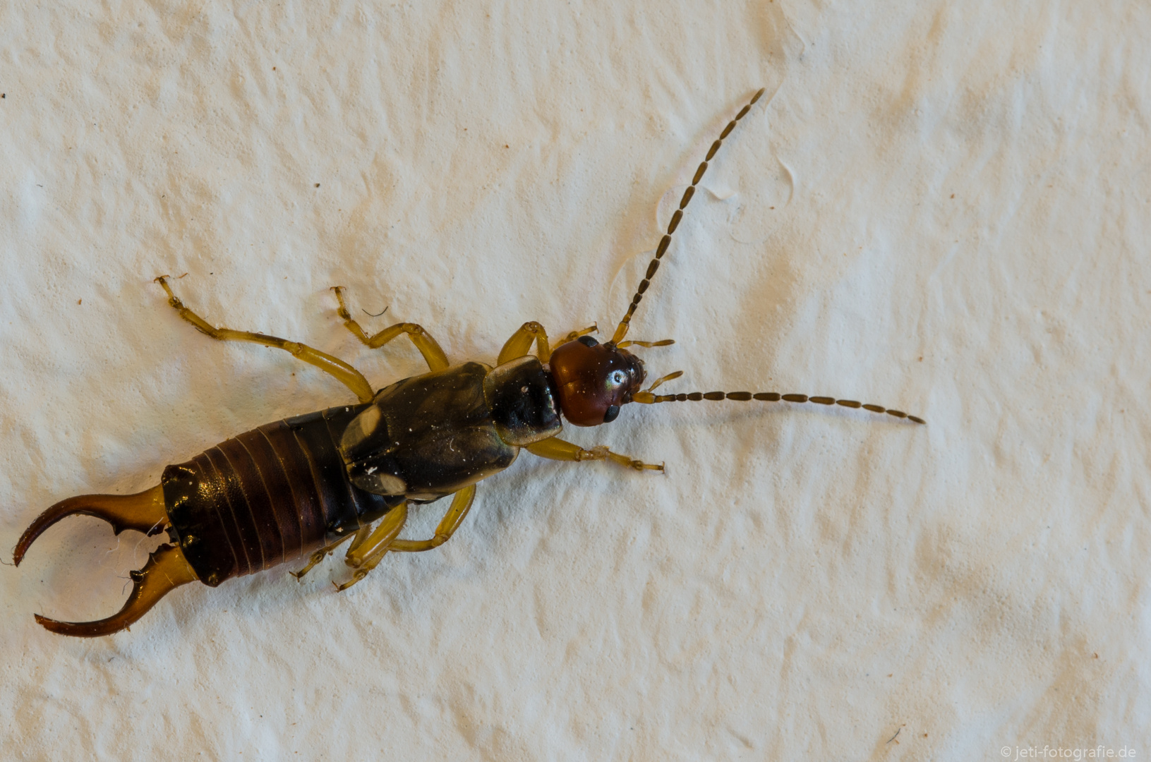 Ohrenkneifer Foto Bild Tiere Wildlife Insekten Bilder Auf Fotocommunity