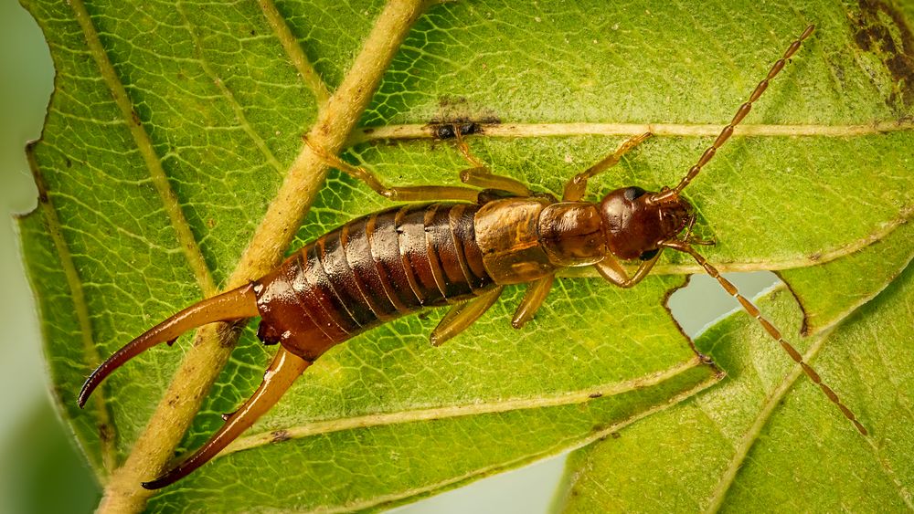 Ohrenkneifer Foto & Bild | tiere, wildlife, insekten Bilder auf ...