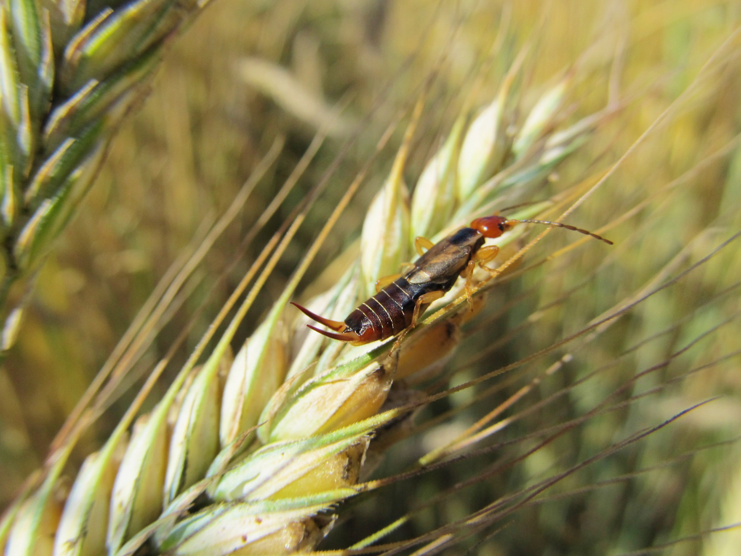 Ohrenkneifer Foto Bild Tiere Wildlife Insekten Bilder Auf Fotocommunity