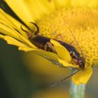 Ohrenkneifer auf Blüte