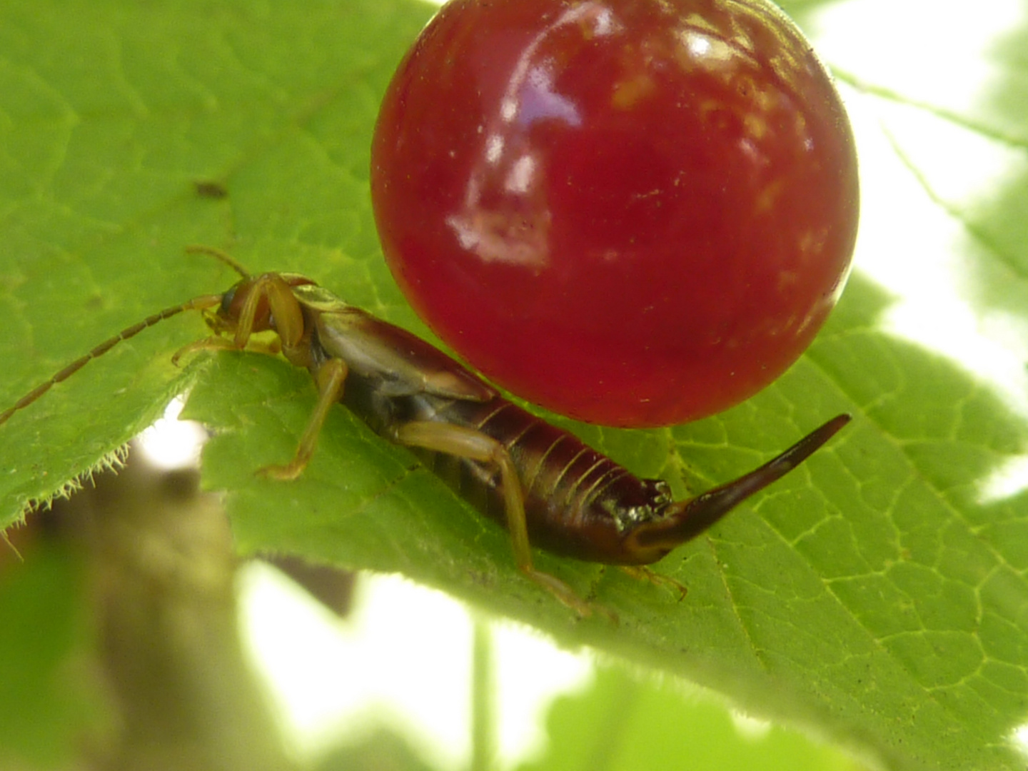 Ohrenkneifer auf einem Blatt mit einer Beere