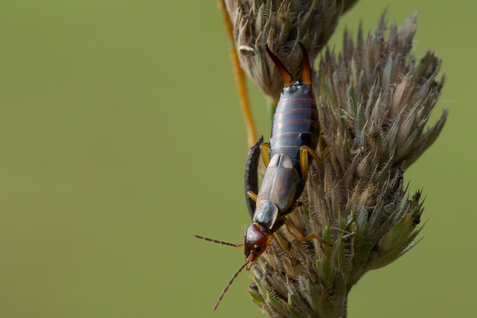 Ohrenkneifer Foto Bild Tiere Wildlife Insekten Bilder Auf Fotocommunity