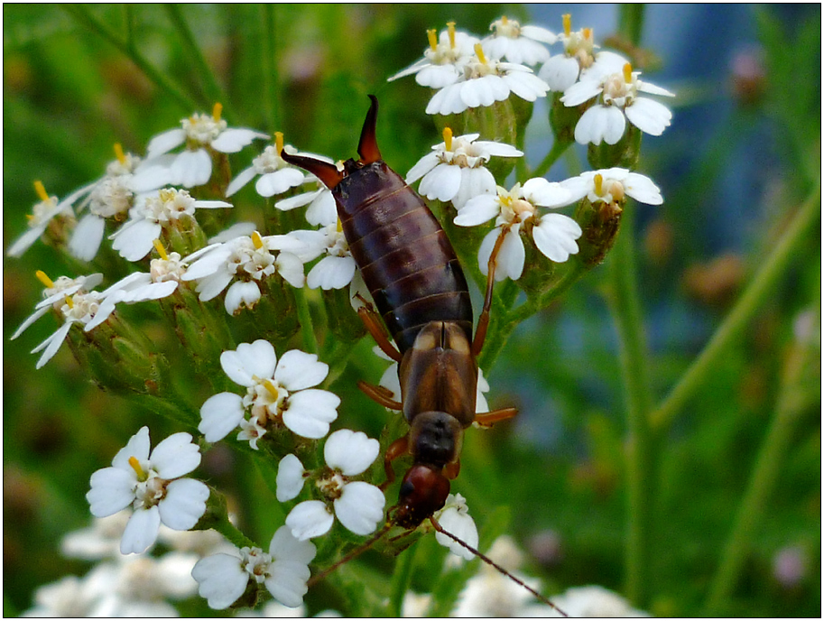 Ohrenkneifer (Forficula auricularia) Foto & Bild | tiere ...