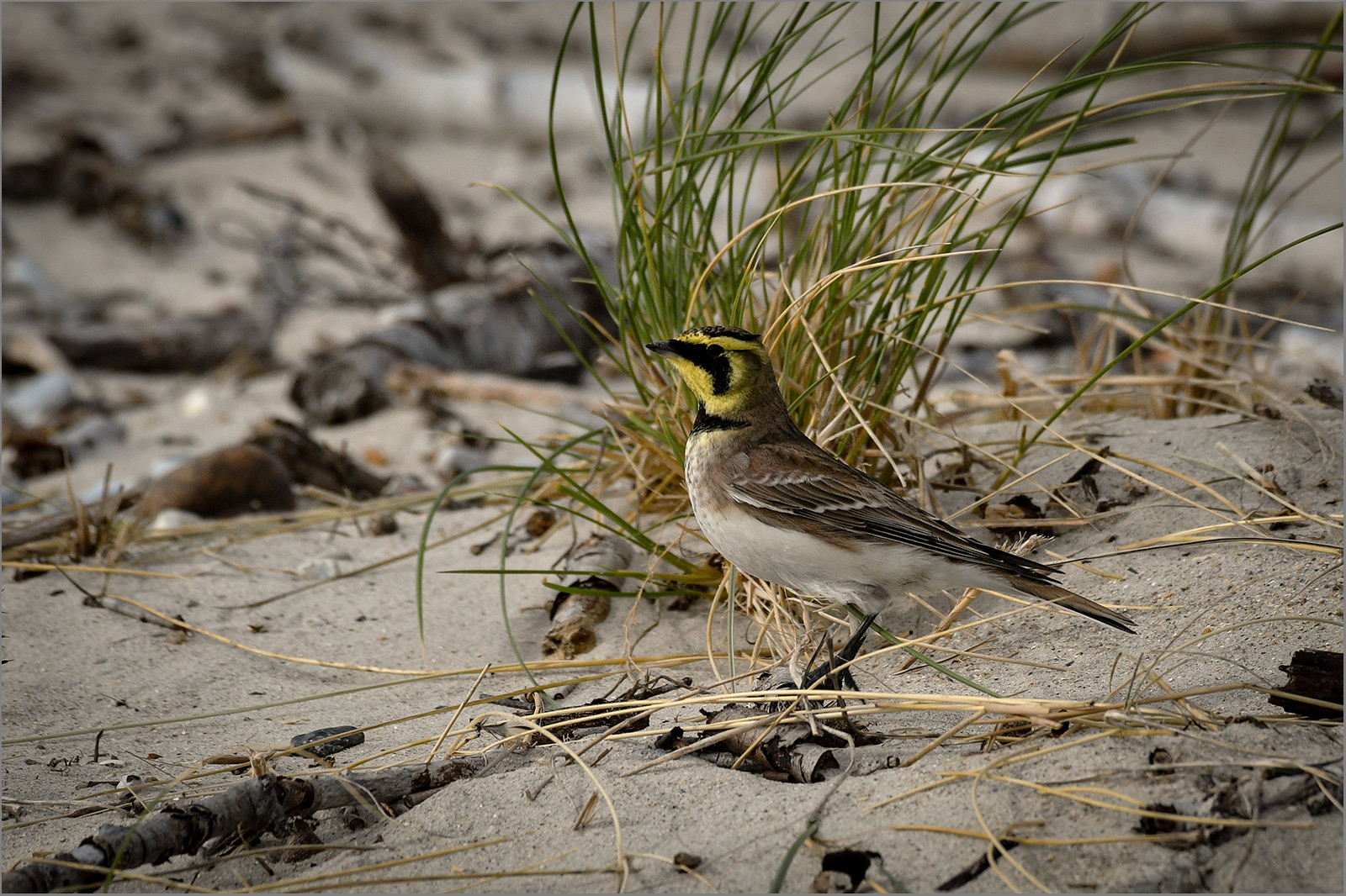 Ohrenlerche  -  Eremophila alpestris