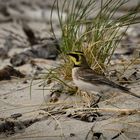 Ohrenlerche  -  Eremophila alpestriso