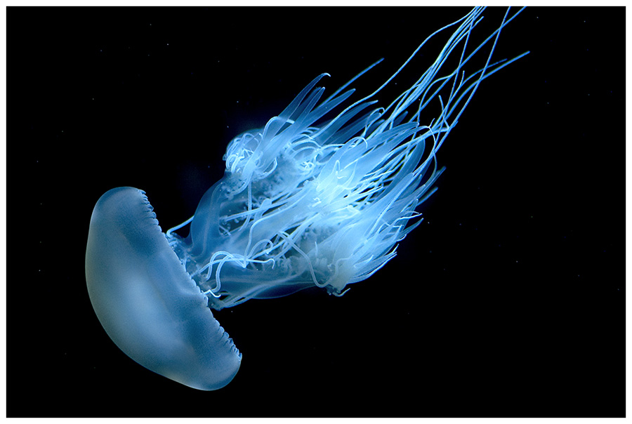 Ohrenqualle Foto & Bild tiere, zoo, wildpark & falknerei, zooquallen