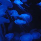 Ohrenquallen (Jellyfish)