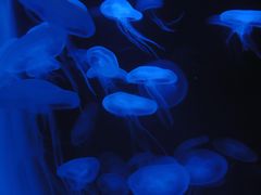 Ohrenquallen (Jellyfish)