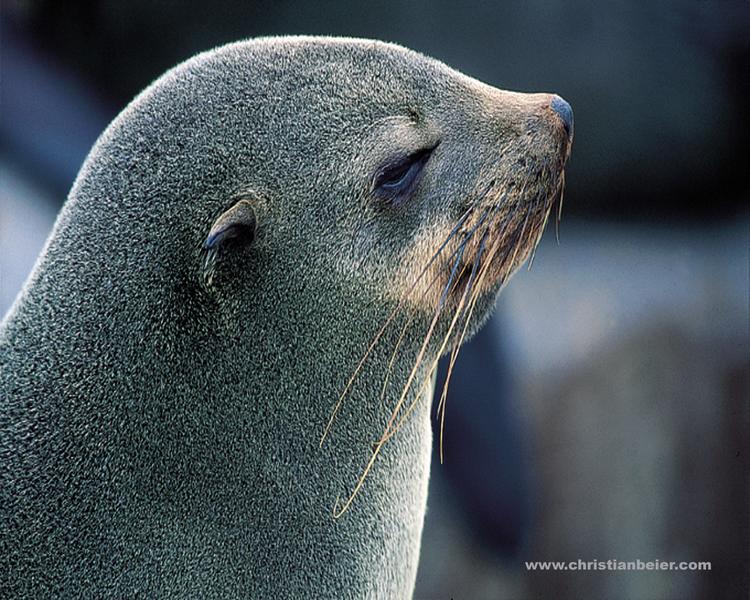 Ohrenrobbe bei Cape Cross (Namibia)