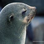 Ohrenrobbe bei Cape Cross (Namibia)