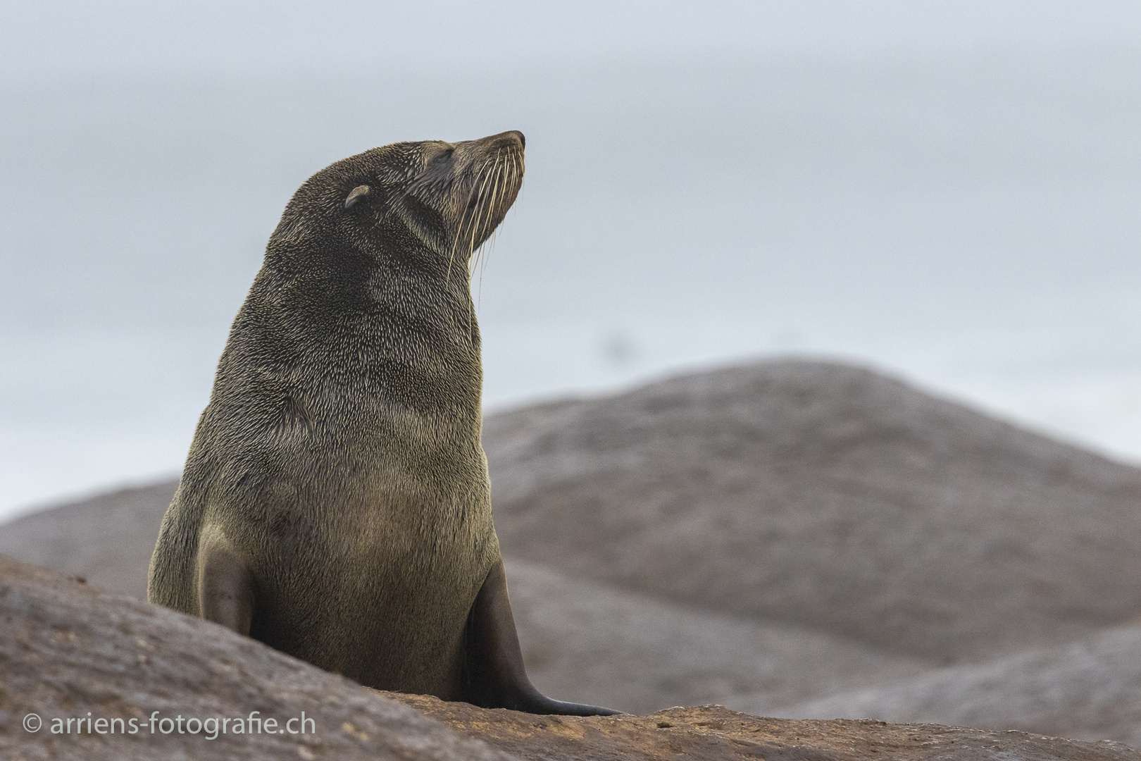 Ohrenrobbenbulle Skeleton Coast