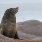 Ohrenrobbenbulle Skeleton Coast