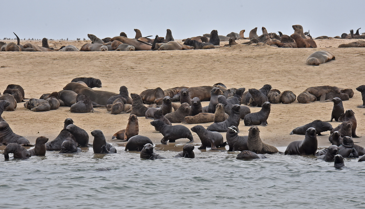 Ohrenrobbenkolonie bei Walvis Bay