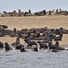 Ohrenrobbenkolonie bei Walvis Bay