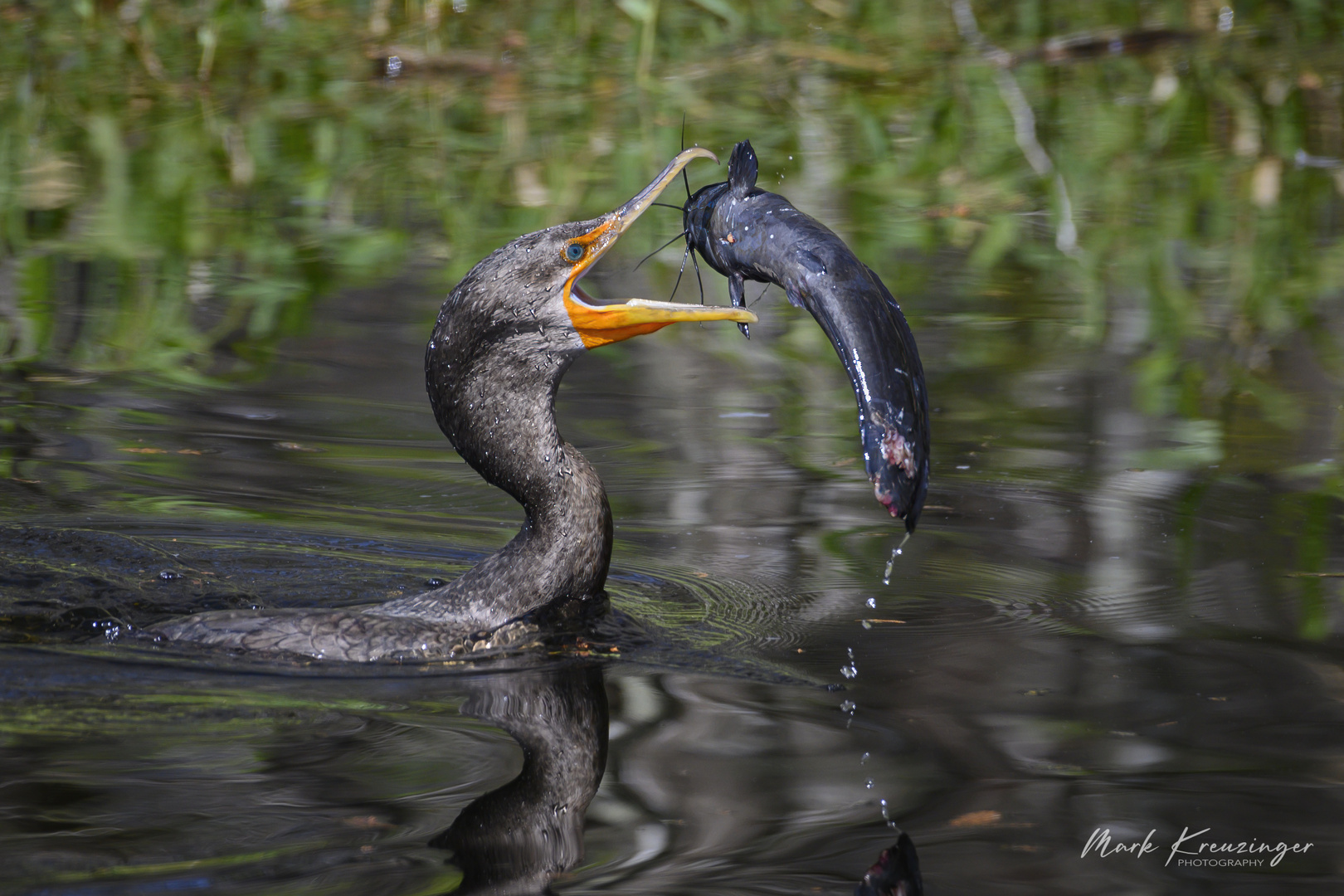 Ohrenscharbe (Kormoran)